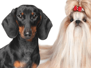 Dachshund vs. Shih Tzu