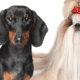 Dachshund vs. Shih Tzu