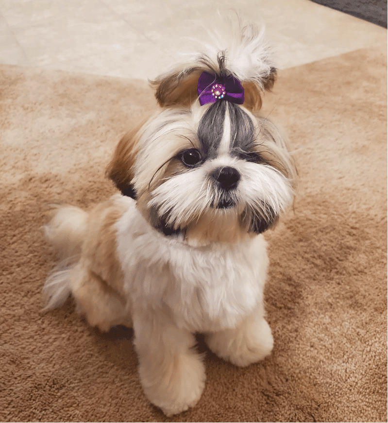 Beth Ash Shih Tzu