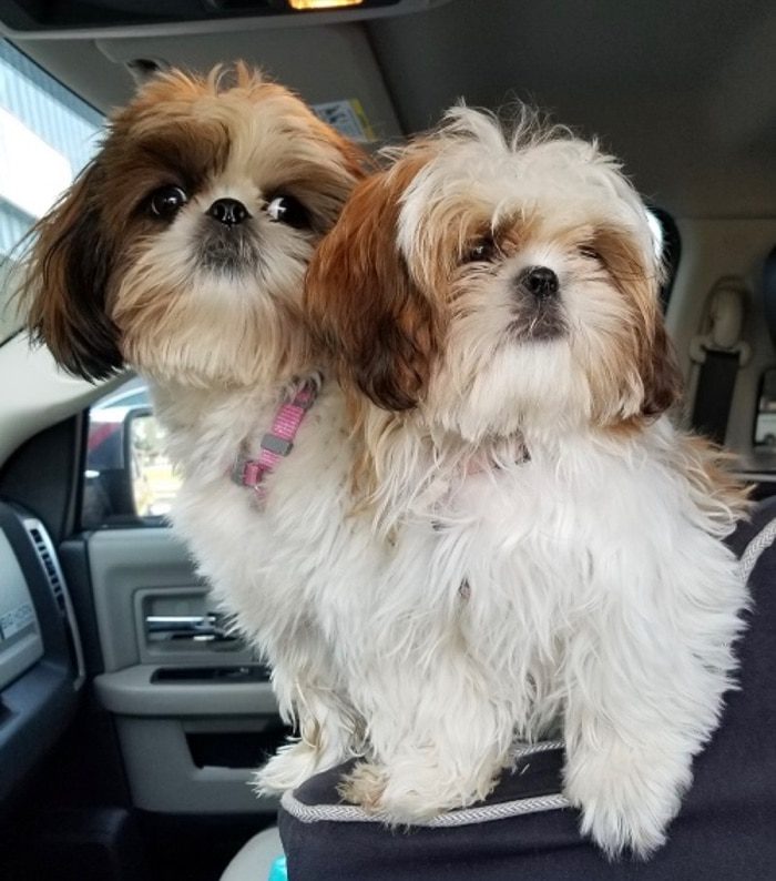 Caroline Shih Tzu