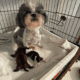 DeniMay Shih Tzus Florida