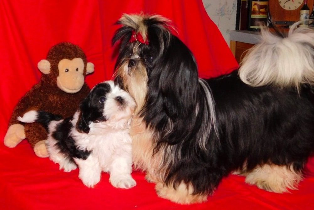 RoxCPups