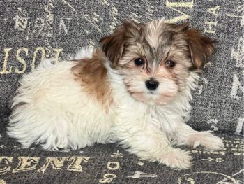 Scales Lovable Puppies