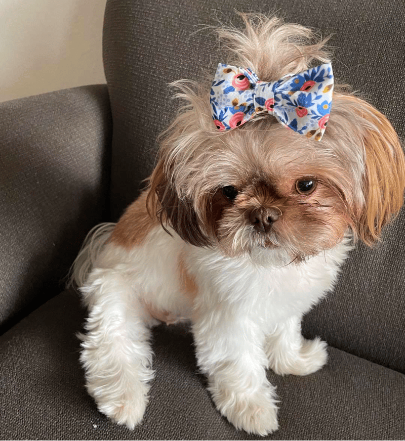 Shih Tzu Puppies Florida