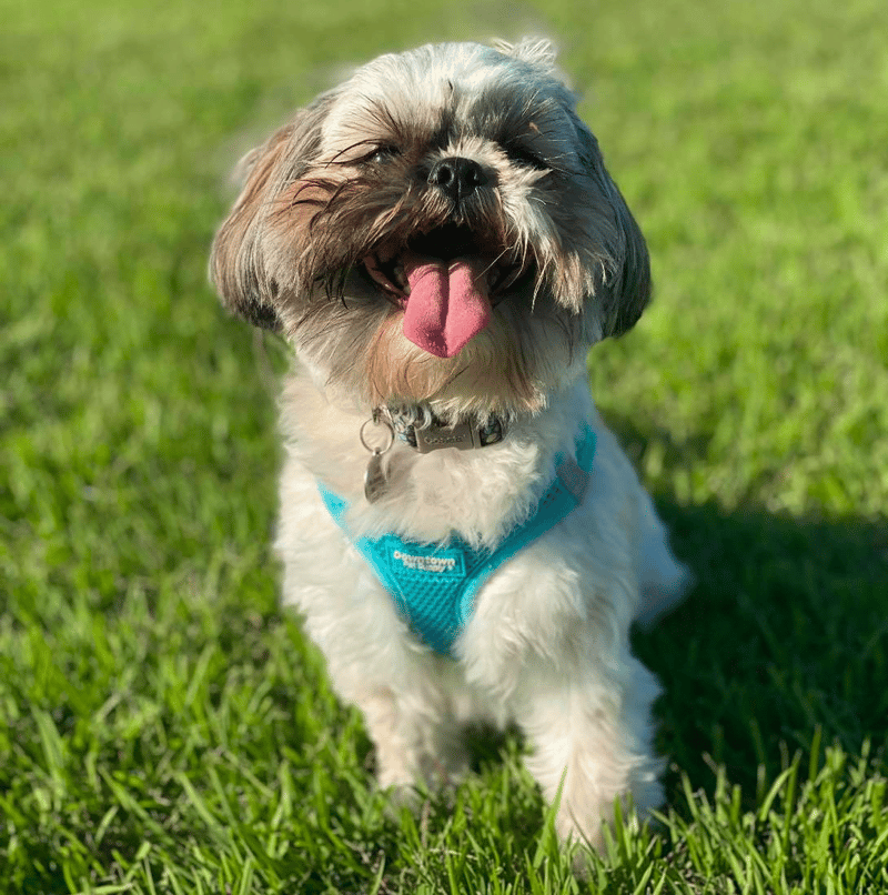 Shih-Tzu Puppies Florida