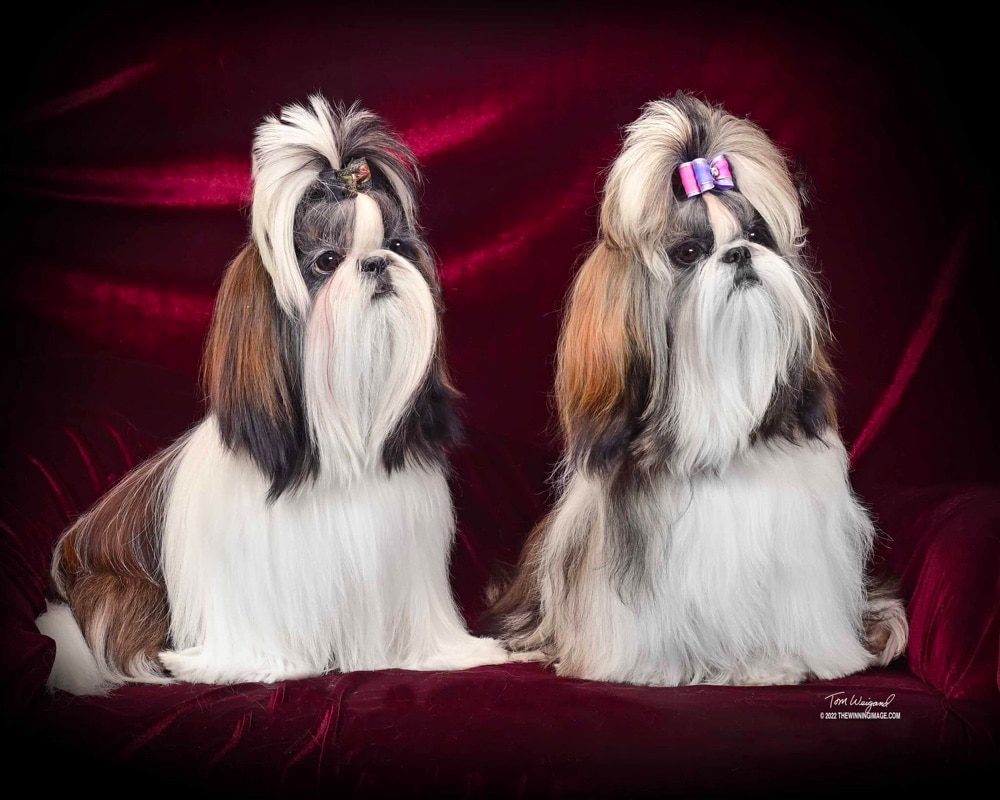 Shih Tzu by Martha