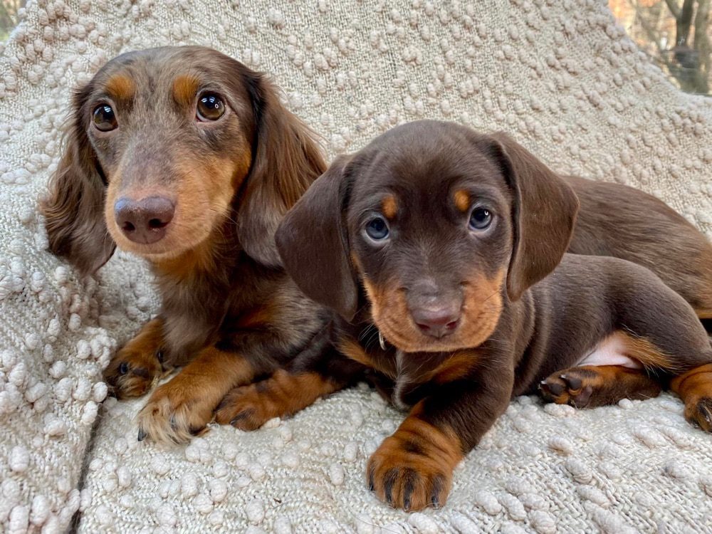 Depot Dachsies