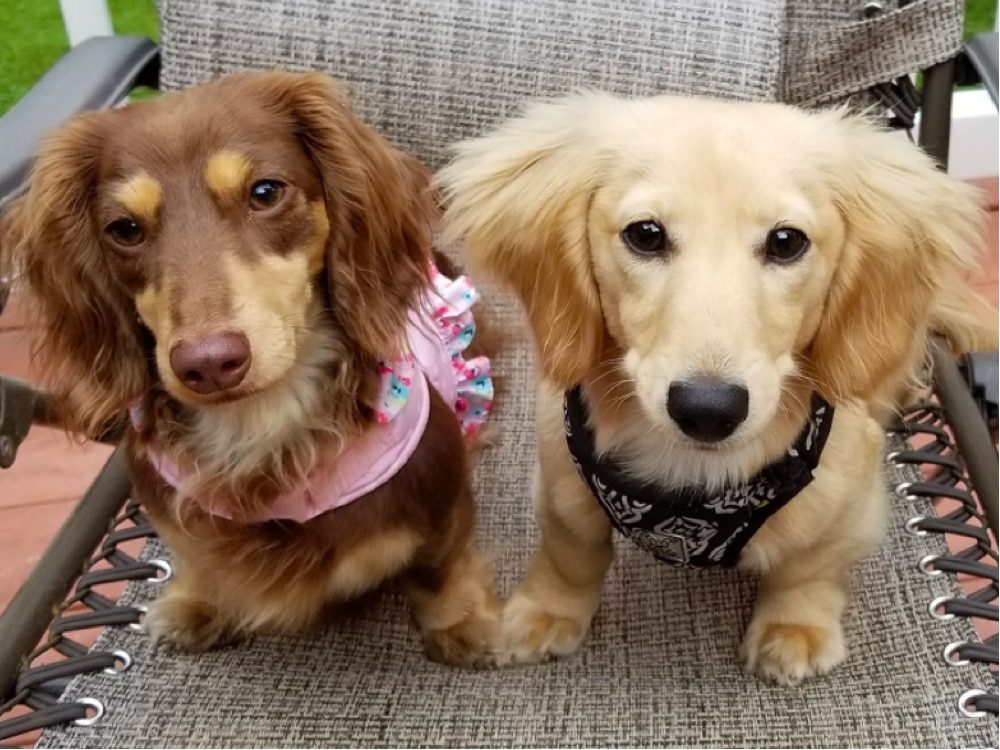 Donna’s House of Dachshunds