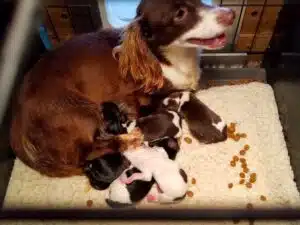 Beaver Valley Doxies