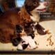 Beaver Valley Doxies