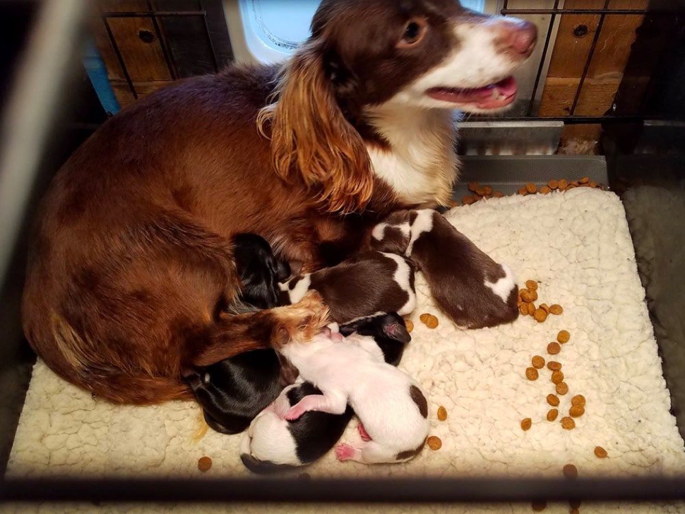 Beaver Valley Doxies