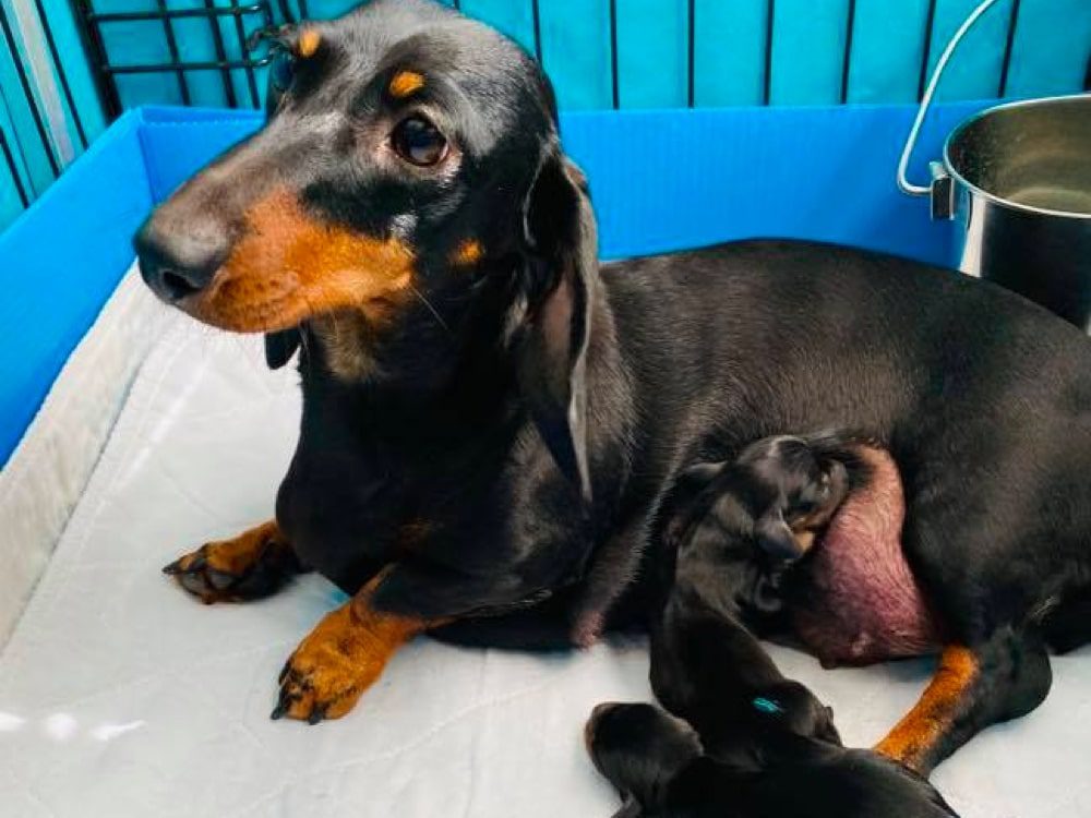 Dreamin’ Dachshunds