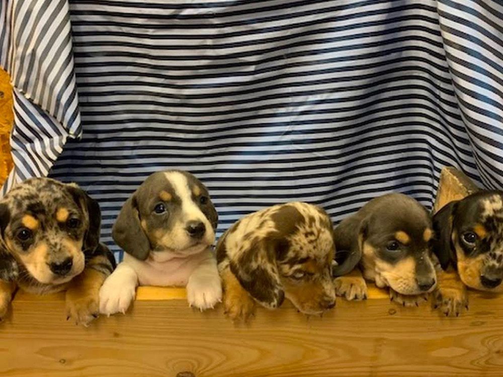 PA’s Darling Doxies