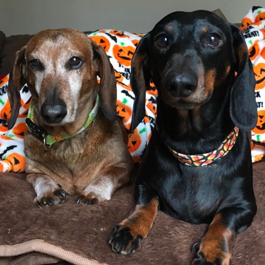 Summerhill Dachshunds