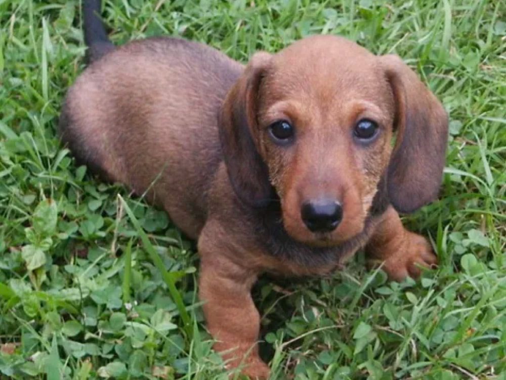 Tarlyn Miniature Dachshunds