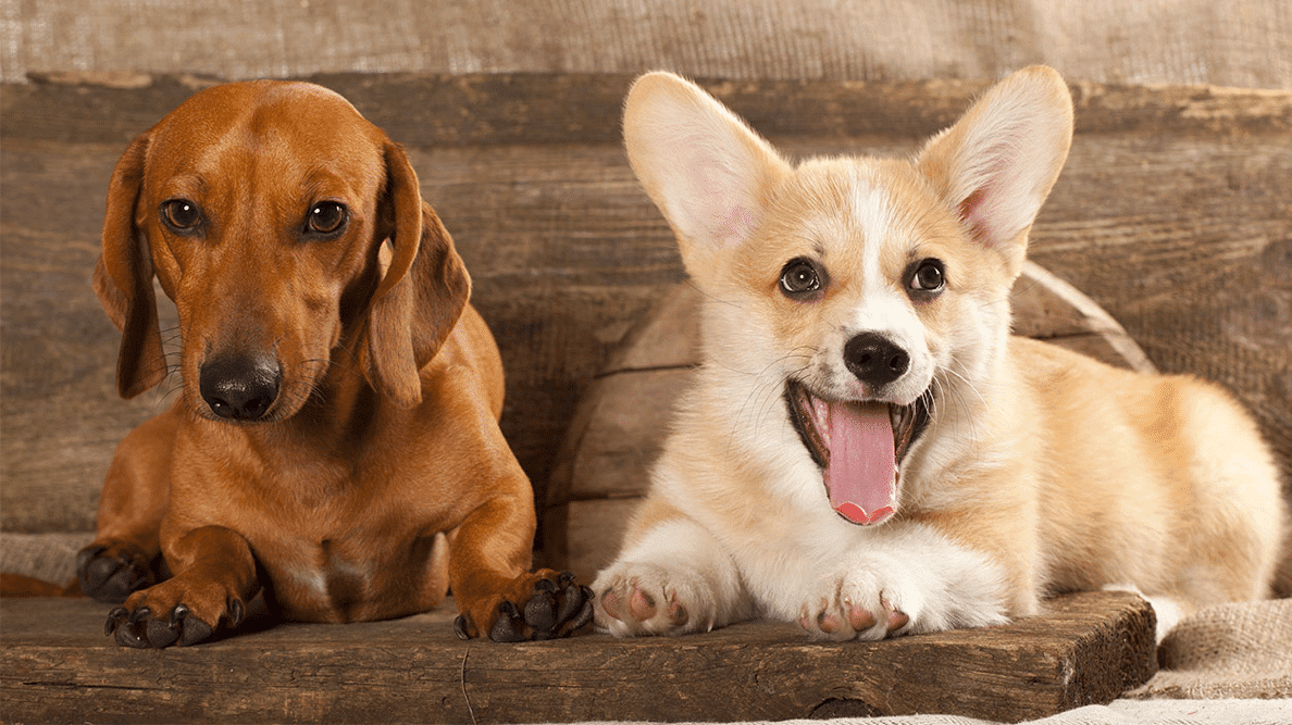 Dachshund Vs Corgi