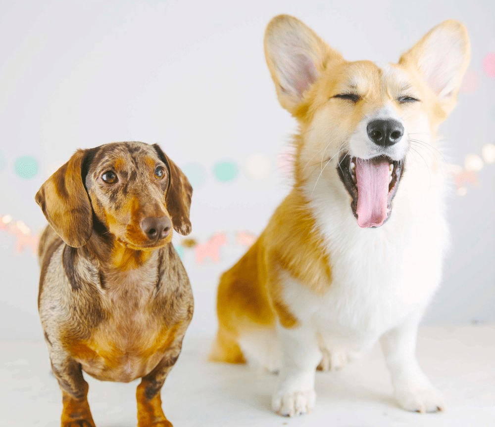 Dachshund vs. Corgi: Appearance