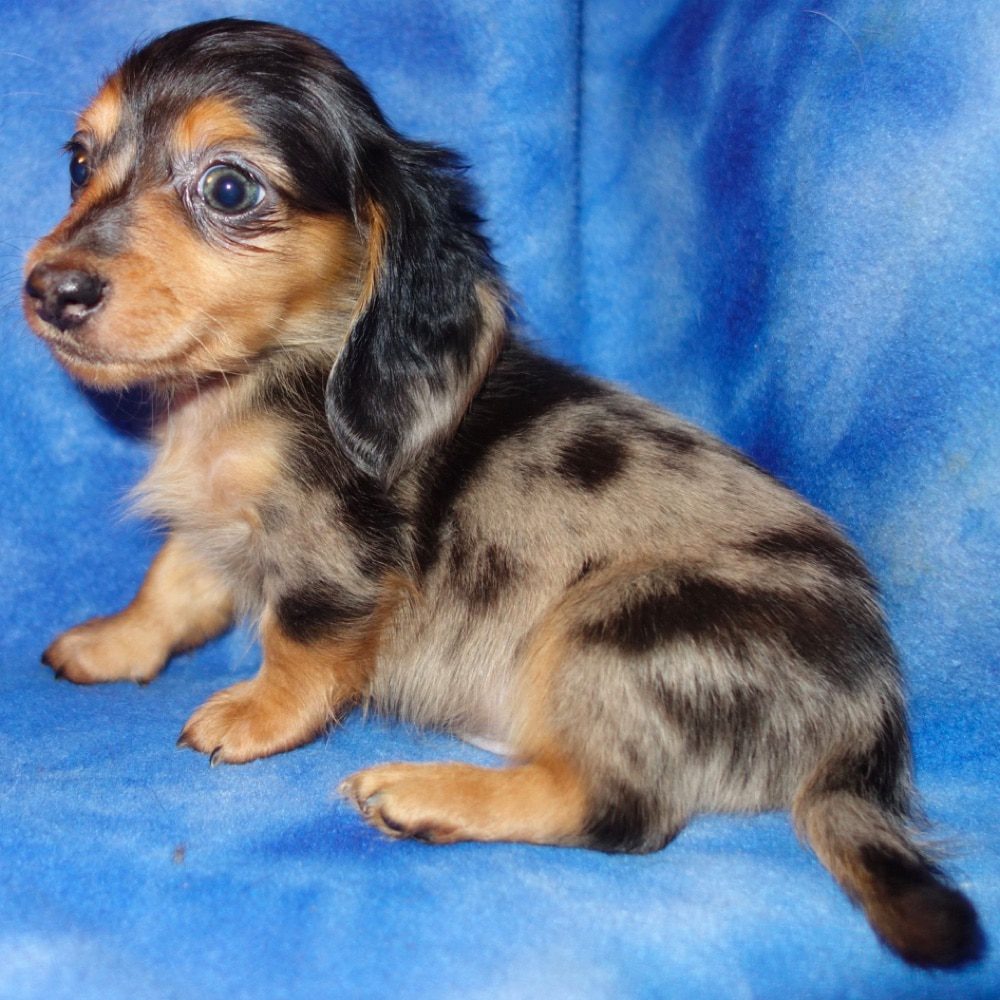 JM Kennel