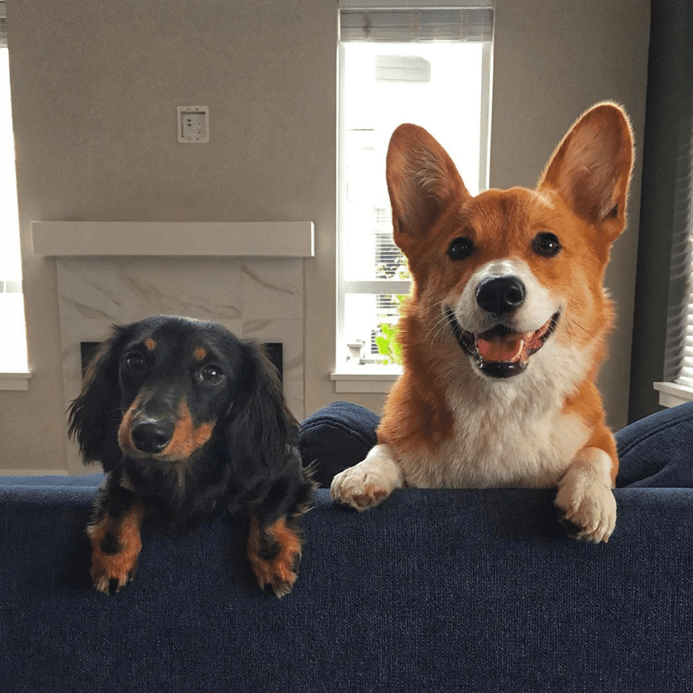 corgi vs dachshund