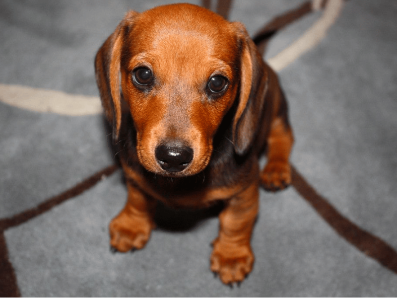 8-Week-Old Dachshund Puppy 8-Week-Old Dachshund