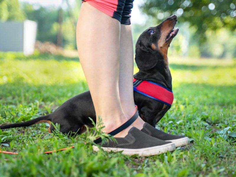Are Dachshunds Easy to Train Are Dachshunds Easy to Train