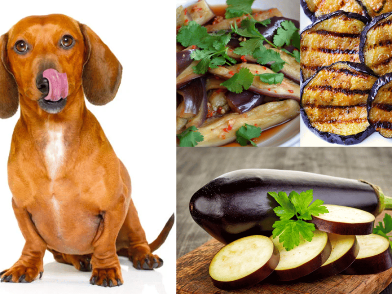 Can dogs eat Eggplant?
