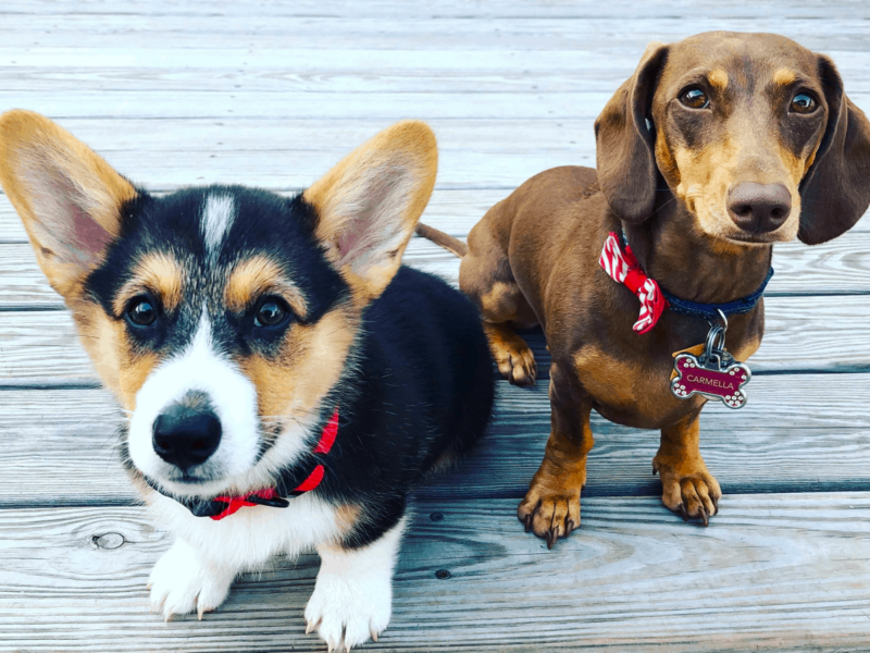 Welsh-Corgi-and-Dachshund-Breed-800x600-1.png
