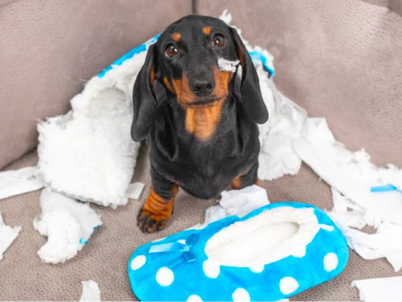 What-Causes-Separation-Anxiety-in-Dachshunds.jpg What-Causes-Separation-Anxiety-in-Dachshunds.jpg